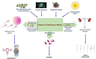 Editorial: Vitamin D Deficiency and Sufficiency in Reproduction and Bone Metabolism